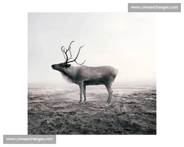 哈苏摄影大赛精彩瞬间与创意影像作品全纪录探索