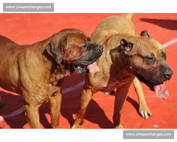 最新斗狗比赛全攻略及赛事信息全面解析